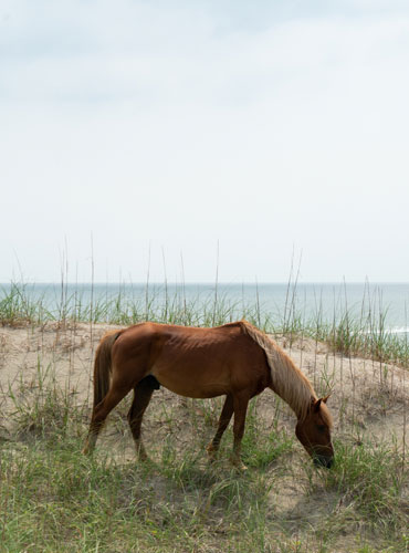 Corolla Wild Horses - Outer Banks